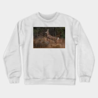 Early Morning Buck - White-tailed Deer Crewneck Sweatshirt